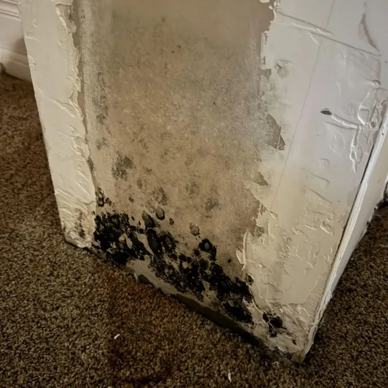Professional Mold Removal in Culpeper, VA